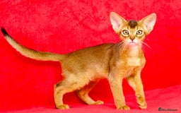 Abyssinian cats for sale: Beautiful Abyssinian Kittens- Raised with Love - Image 5