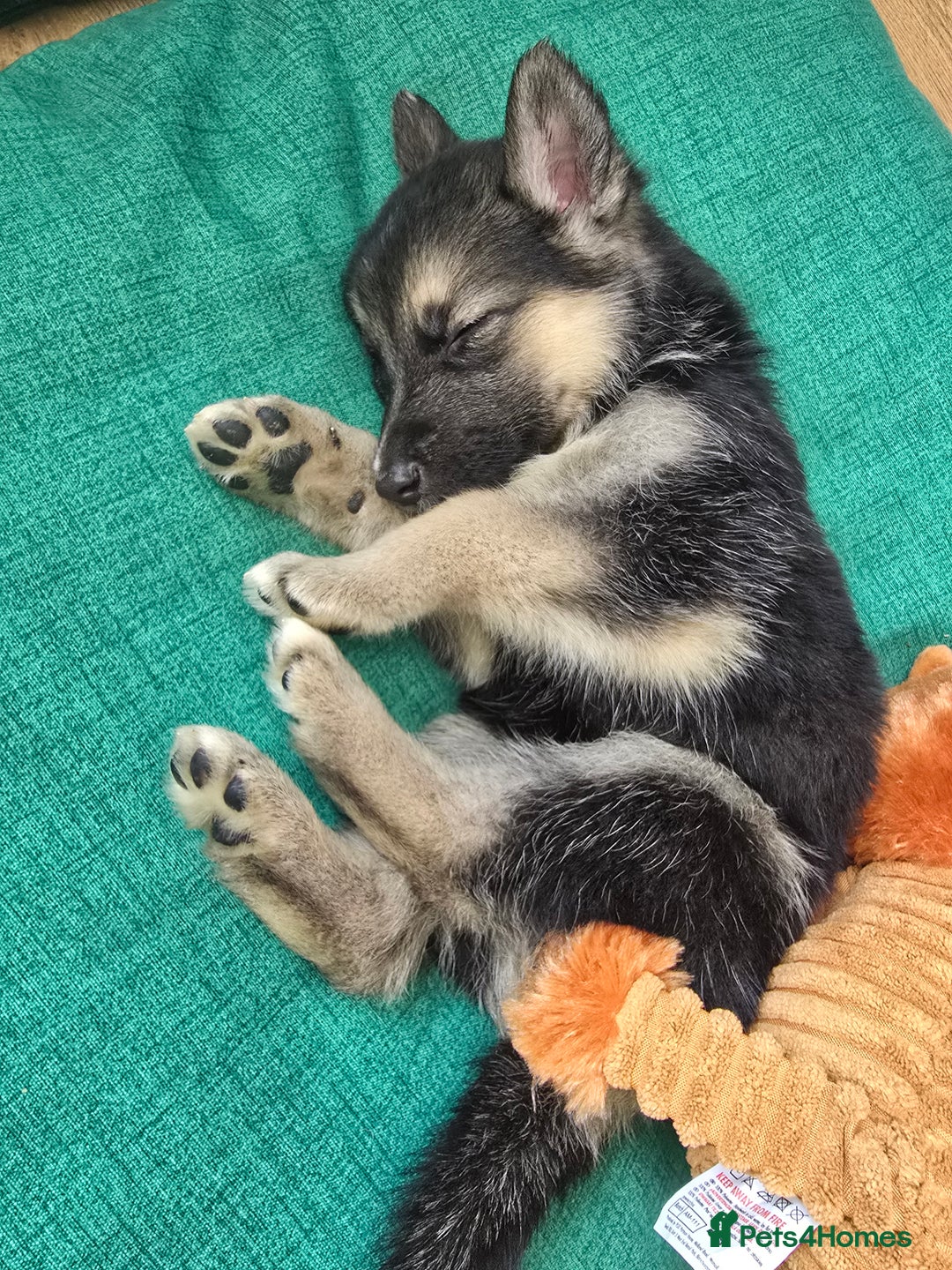 Mixed Breed dogs for sale: Female Shepkita Puppy - Image 2
