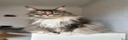 Maine Coon cats for sale: Pedigree registered female maine coon for sale - Advert 13