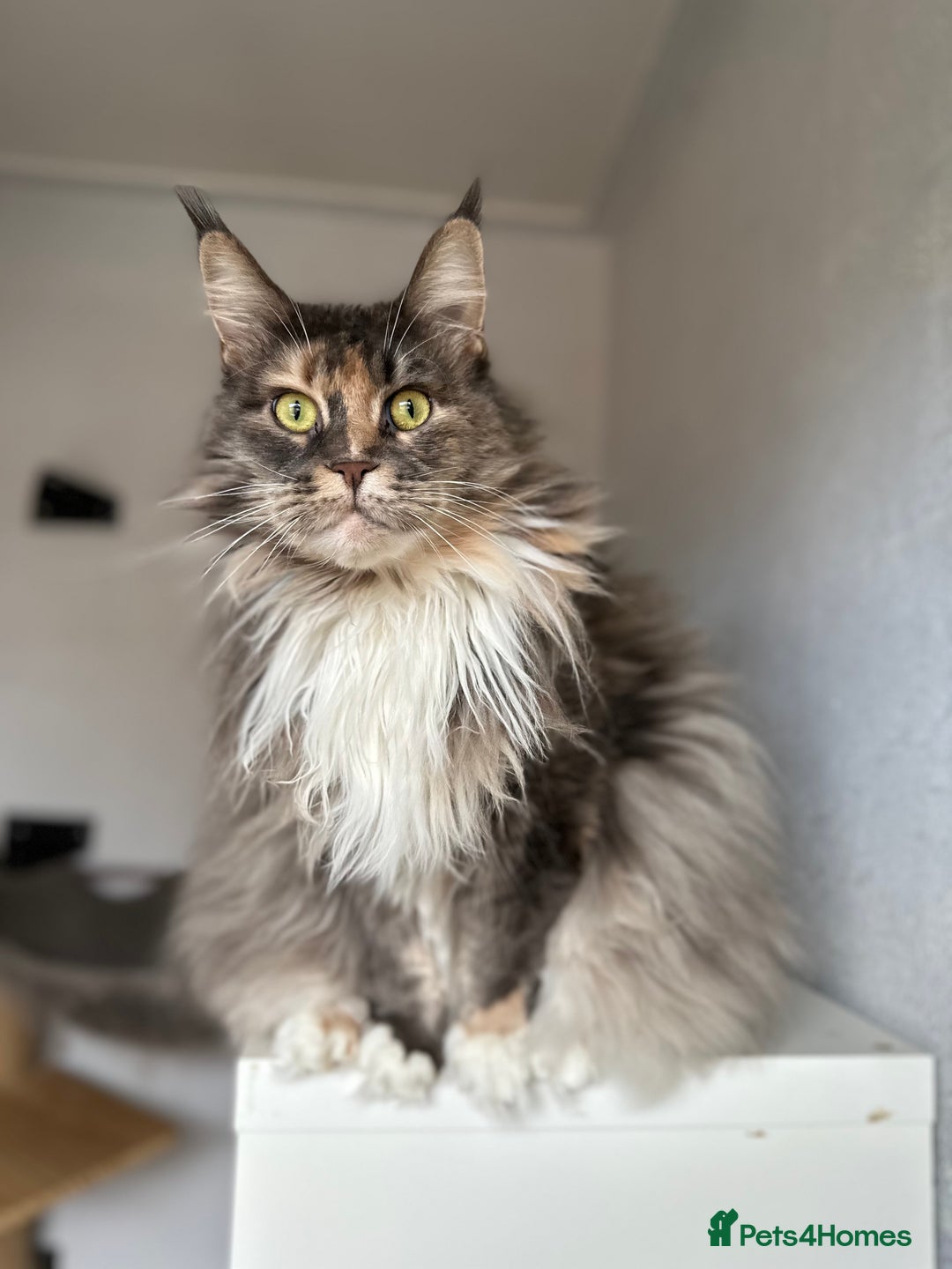 Maine Coon cats for sale: Pedigree registered female maine coon for sale - Advert 13