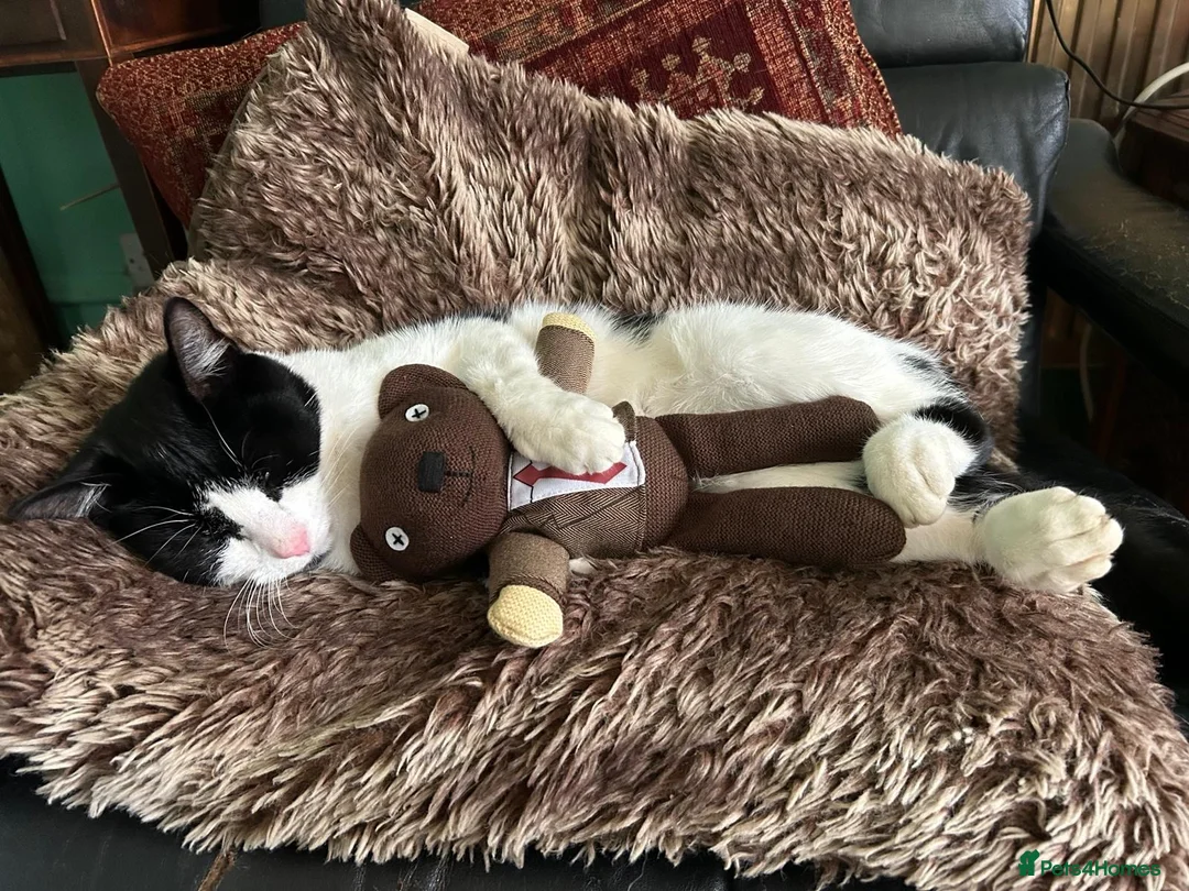 British Shorthair cats for sale: Happy Cat looking for new home!  - Advert 2