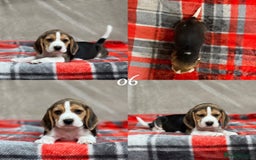 Beagle dogs for sale: SUPER CHUNKY KC SHOW BEAGLE PUPPIES - Image 27