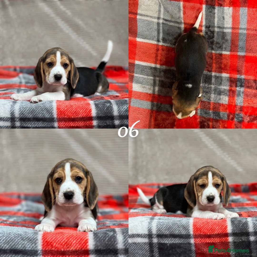 Beagle dogs for sale: SUPER CHUNKY KC SHOW BEAGLE PUPPIES - Image 27