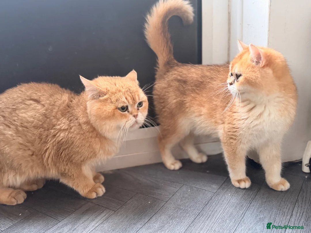 British Shorthair cats for sale: 3 gorgeous boys ready to go  - Advert 16