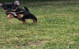 Patterjack dogs for sale: Patterjack - Image 5