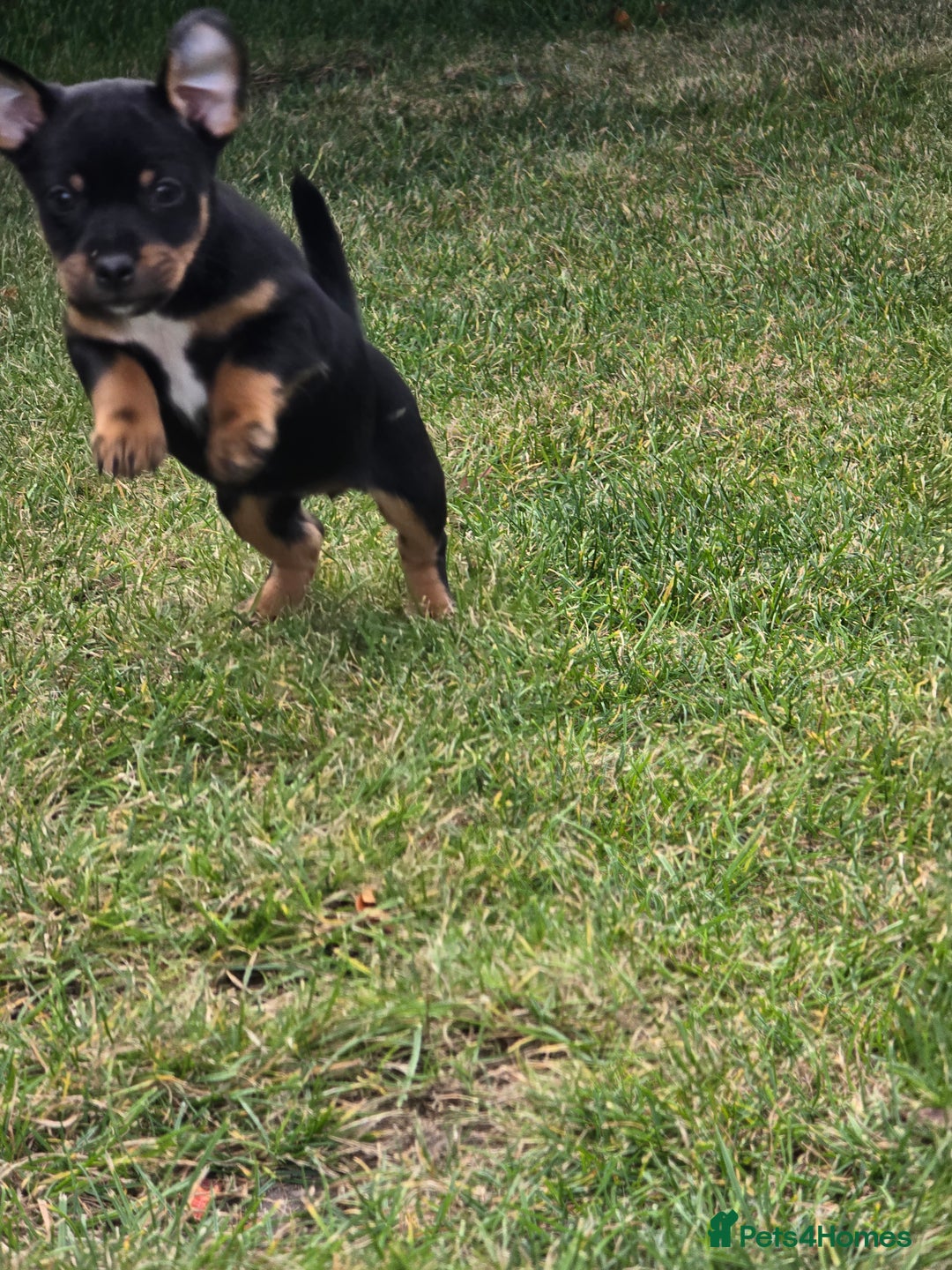 Patterjack dogs for sale: Patterjack - Image 5