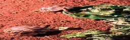 Tortoise reptiles for sale: Testudo Hermanni tortoises for sale-3 months old  - Advert 8