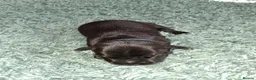 Staffordshire Bull Terrier dogs for sale: 7 Beautiful KC blue and black puppies 4 girl 3 boy in Walsall - Advert 29