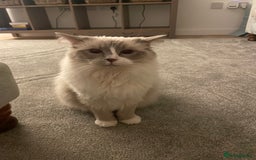 Ragdoll cats for sale: Female Ragdoll  - Image 6