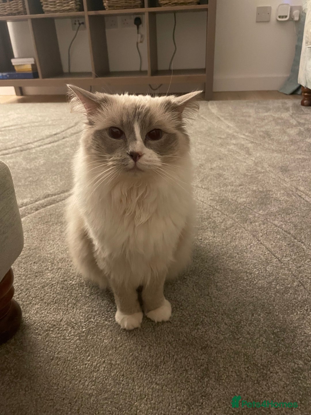 Ragdoll cats for sale: Female Ragdoll  - Image 6