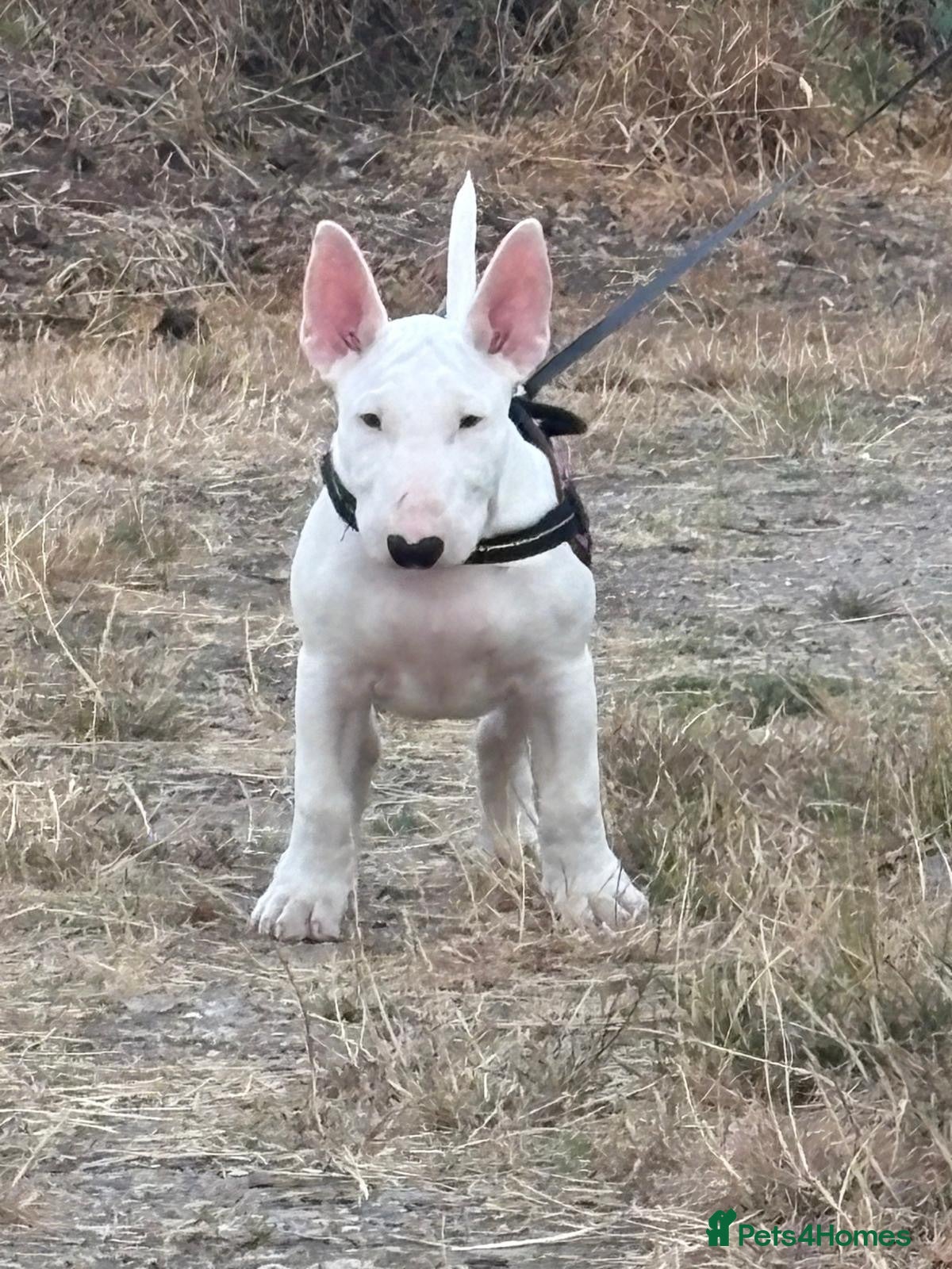 English Bull Terrier dogs 1 male top quality outstanding pedigree  - Advert 15