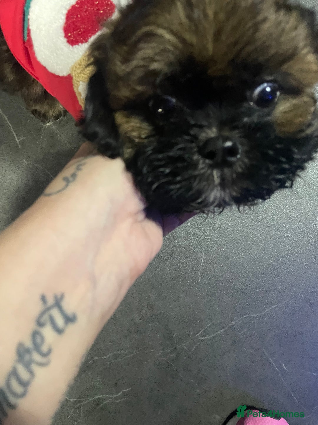 Shih Tzu dogs for sale: Beautiful 9 week old dobie male shihtzu - Advert 2