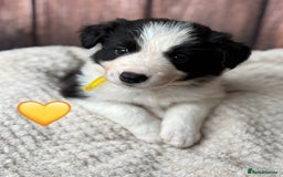 Border Collie dogs for sale: 7 Beautiful Border Collie Puppies  - Image 16