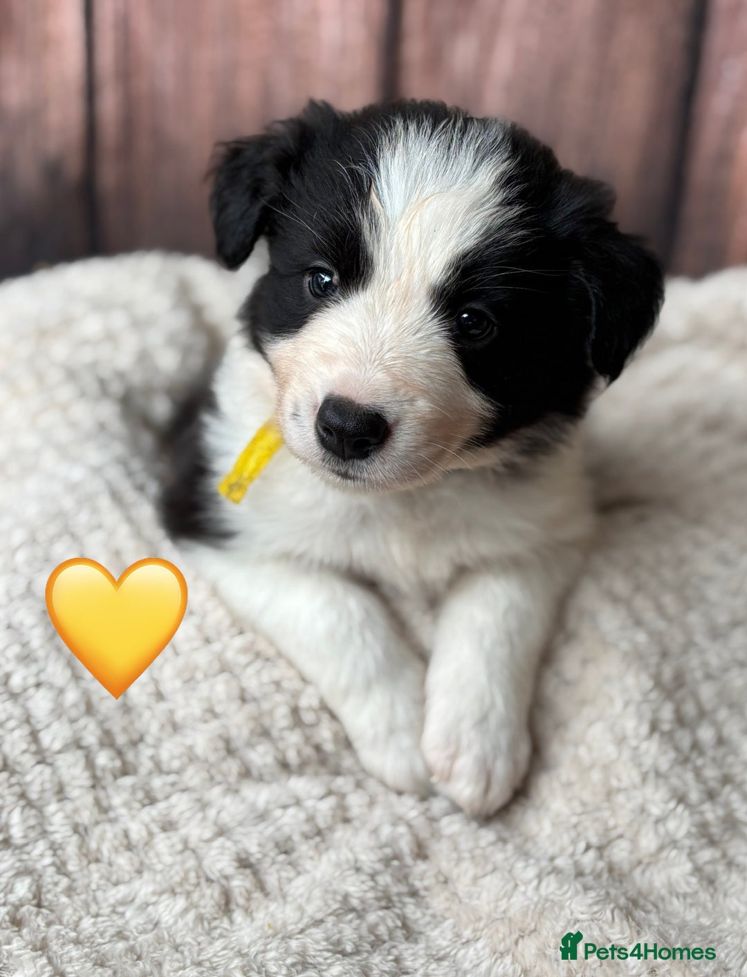 Border Collie dogs for sale: 7 Beautiful Border Collie Puppies  - Image 16