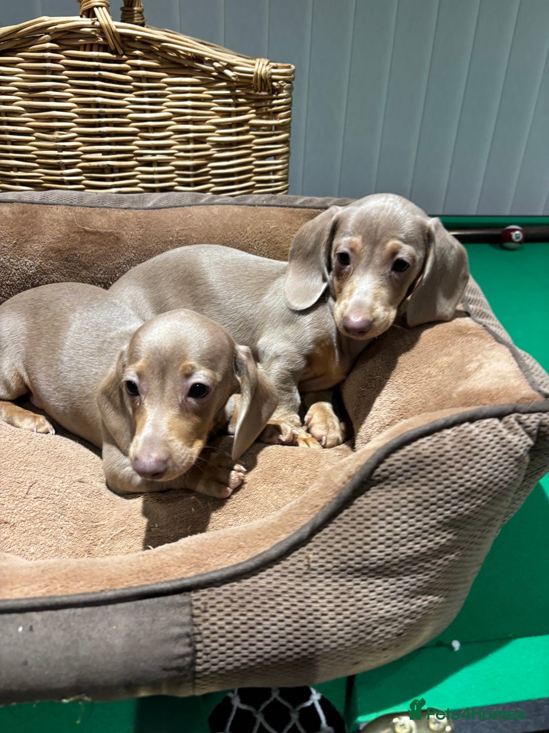 Miniature Dachshund dogs for sale: Outstanding Minature Dachshunds Puppies For Sale  - Image 12