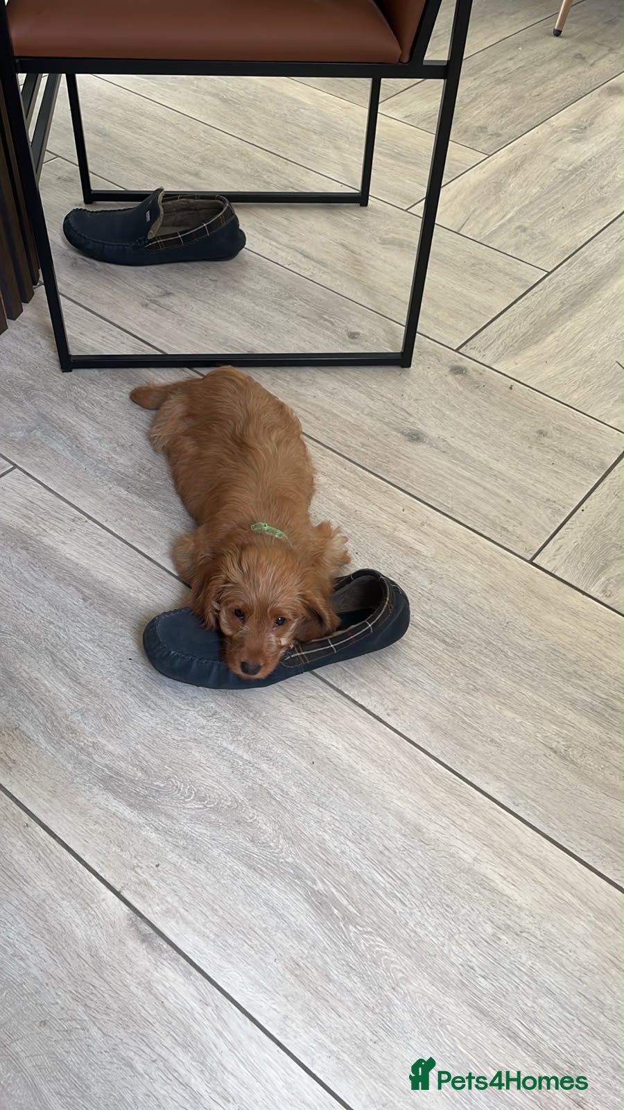 Labradoodle dogs £900 - 1 little girl! Labradoodle F1b generation - Advert 2