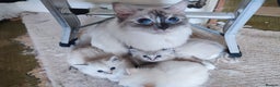 Ragdoll cats for sale: Stunning Ragdolls Ready Dec 24th - Advert 8