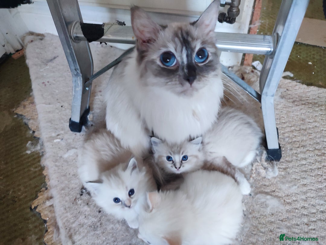 Ragdoll cats for sale: Stunning Ragdolls Ready Dec 24th - Advert 8