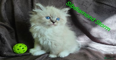 Siberian cats - Advert 1