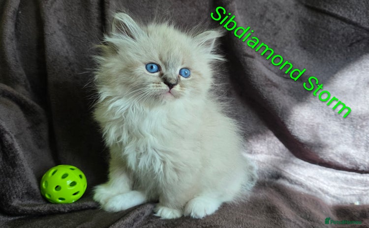 Siberian cats - Advert 4