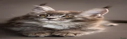 Maine Coon cats for sale: Registered Maine Coon Kittens.  - Advert 20