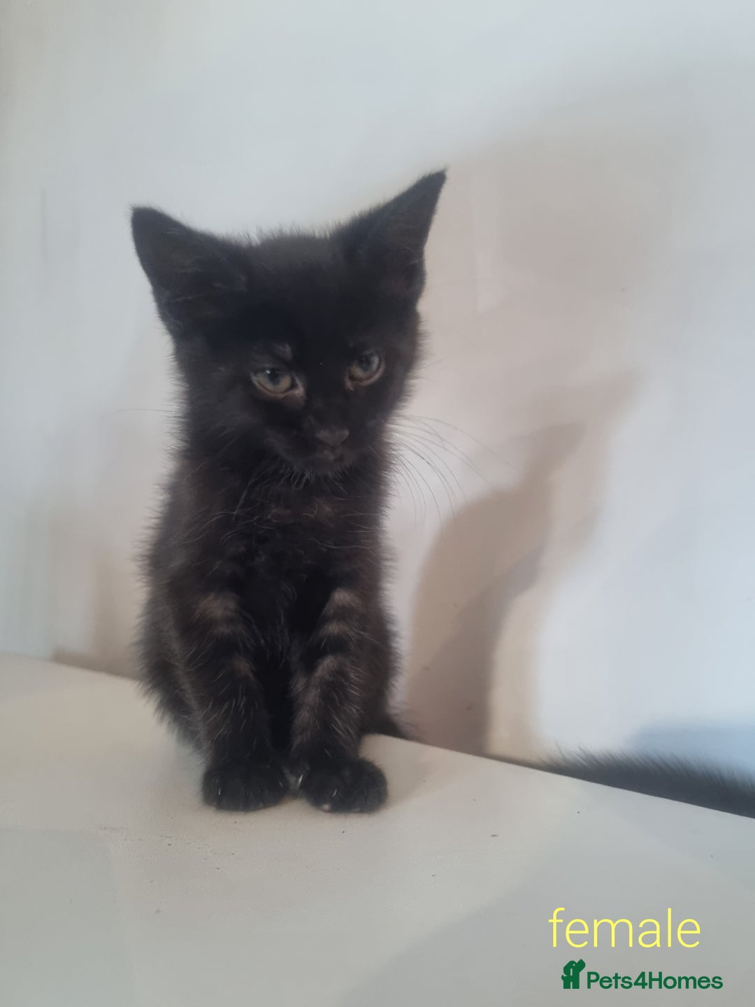 Maine Coon cats for sale: 4 adorable 😍 Mainecoon girls - Advert 6