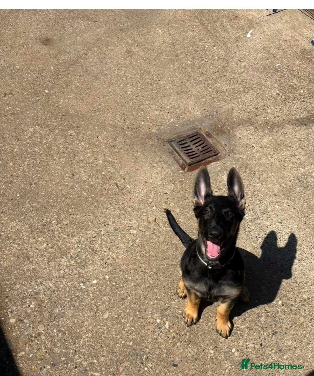 German Shepherd dogs for sale: 12 week old German shepherd  in Salford - Advert 2
