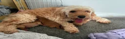 Mixed Breed dogs for sale: 2 lovely boys left Cavapoo - Advert 11