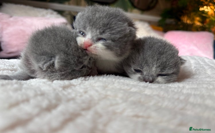 British Shorthair cats - Advert 3