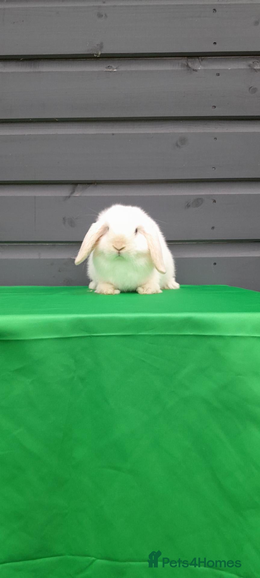 Mini Lop rabbits Mini lop rabbits  - Advert 2