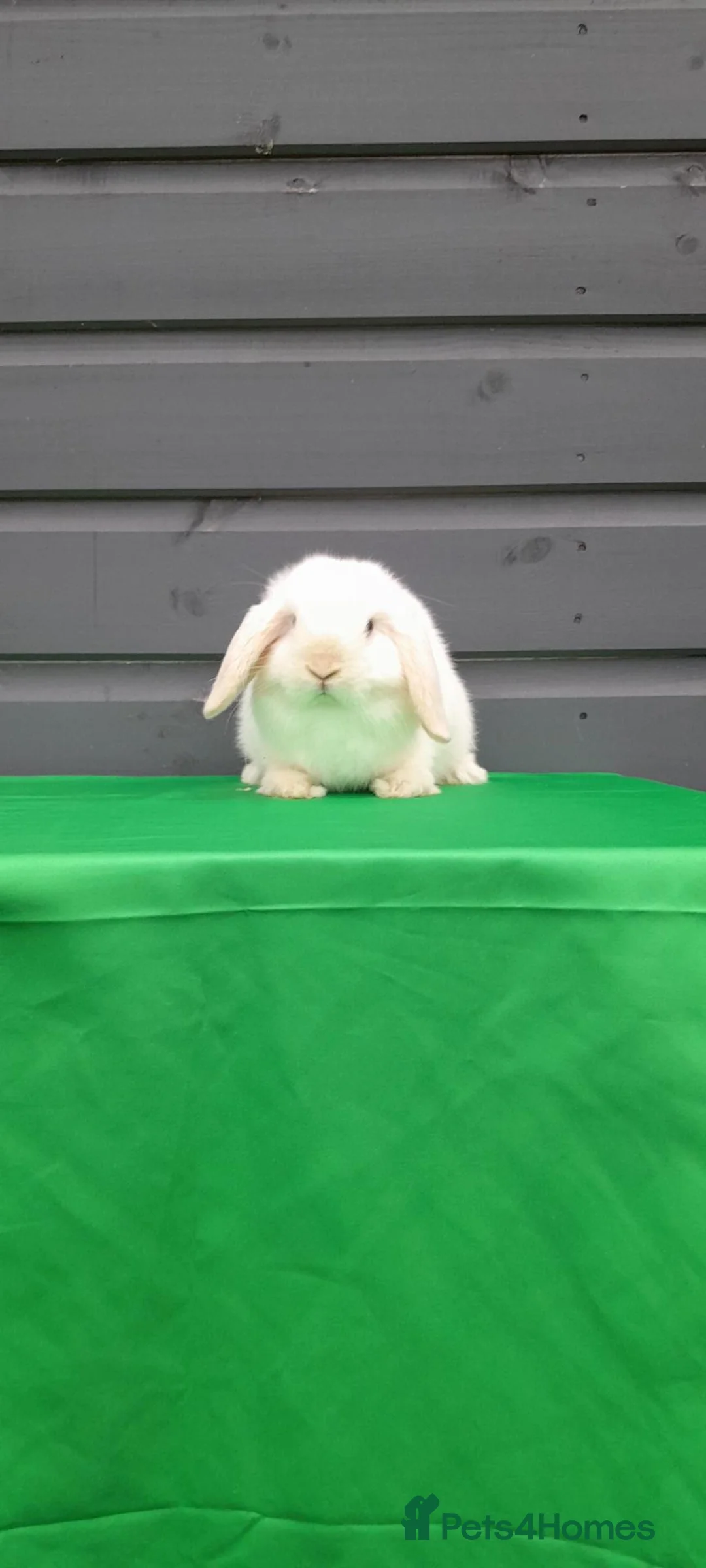 Mini Lop rabbits for sale: Mini lop rabbits  - Advert 2