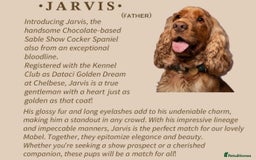 Cocker Spaniel dogs for sale: Showtype cocker spaniels  - Image 19