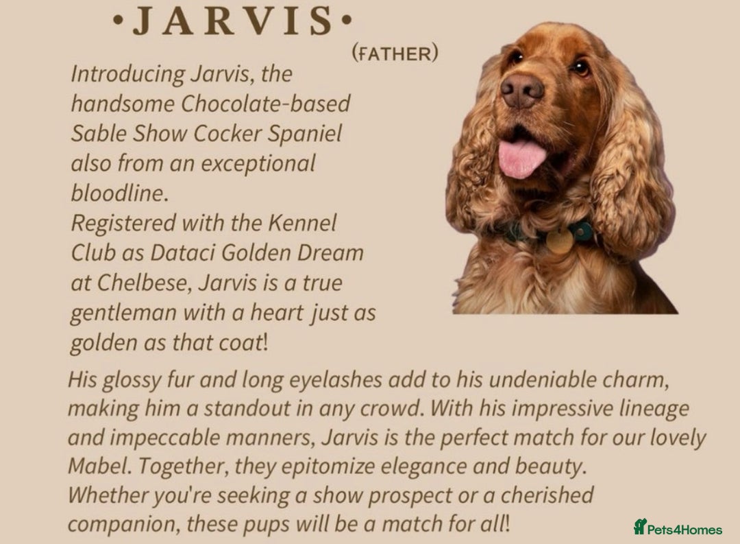 Cocker Spaniel dogs for sale: Showtype cocker spaniels  - Image 19