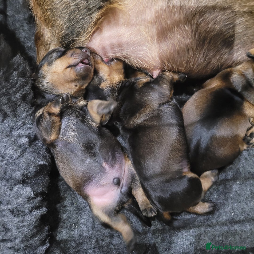 Miniature Dachshund dogs for sale: Wired Haired miniature daschund  - Image 5