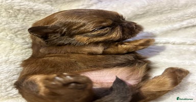 Shih Tzu dogs - Advert 4