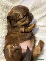 Shih Tzu dogs - Advert 4