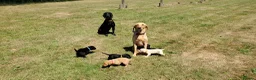 Springador dogs for sale: 6 beautiful springador Puppies fo4 sale - Advert 7