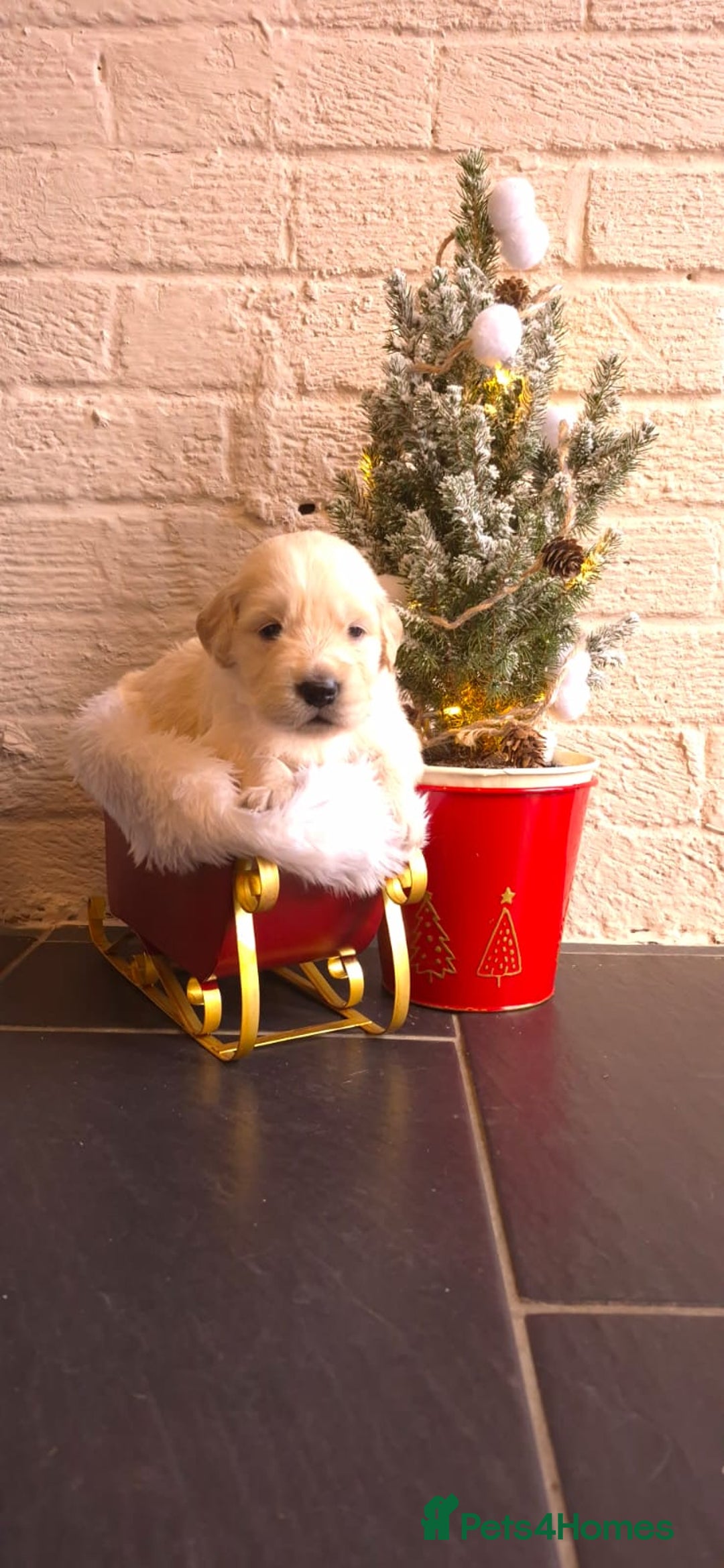 Golden Retriever dogs for sale: KCGolden Retriever pups,polish and Ukrainian lines - Advert 10