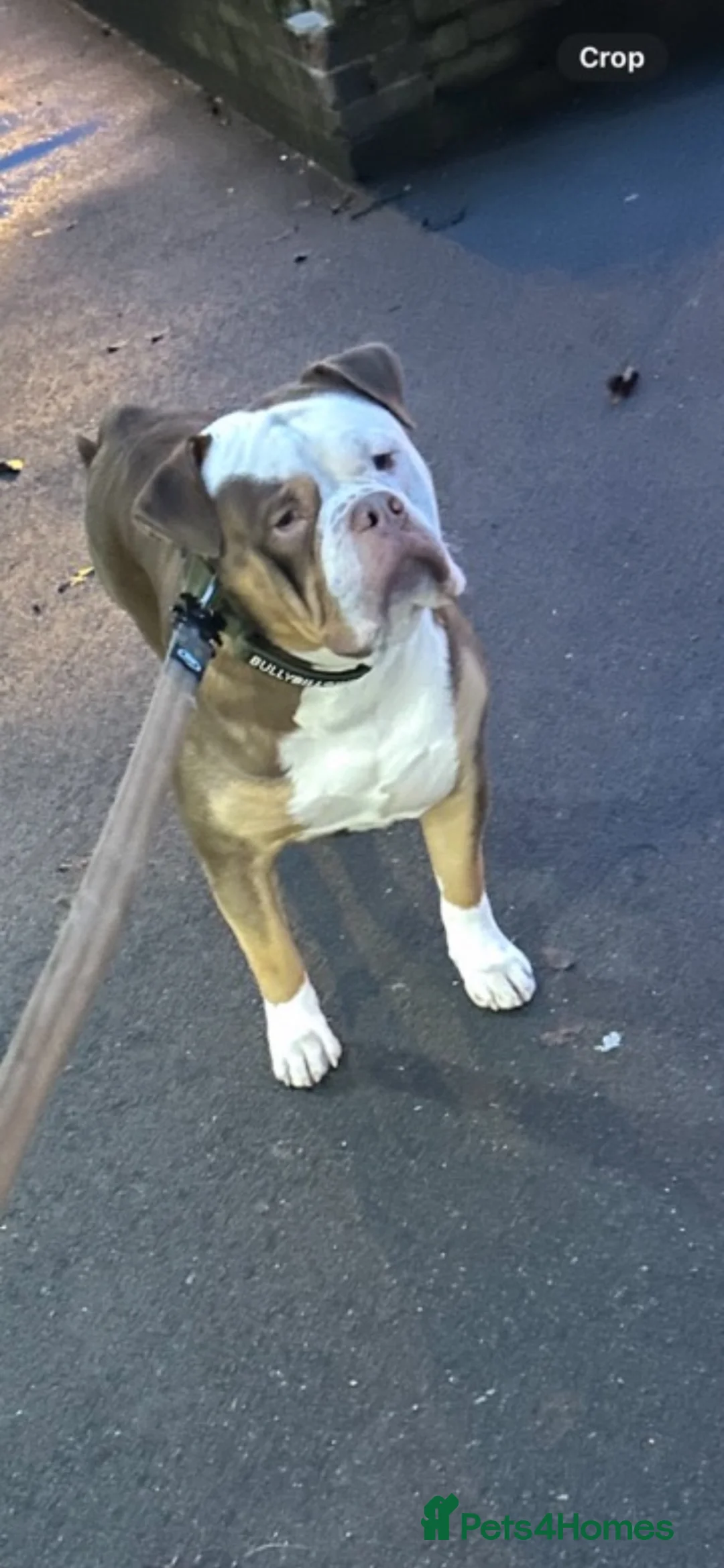 Olde English Bulldogge dogs for stud: New English bulldog  in Newcastle - Advert 2