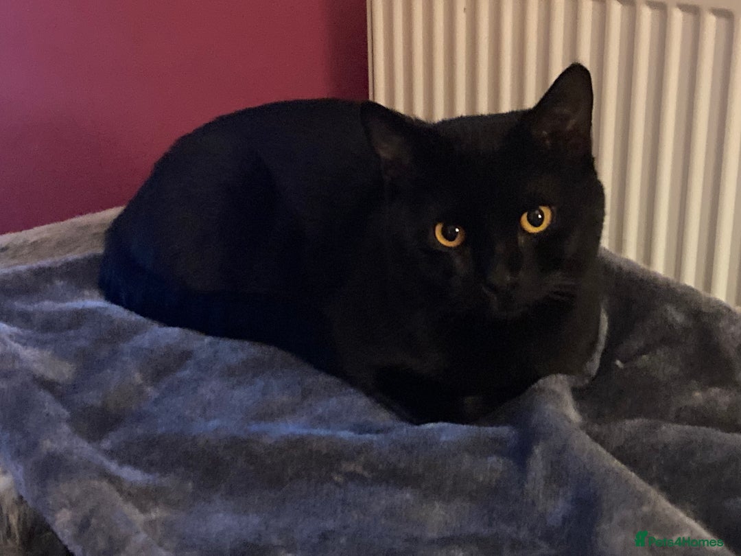 British Shorthair cats for sale: Black Cat looking for a forever home - Image 4