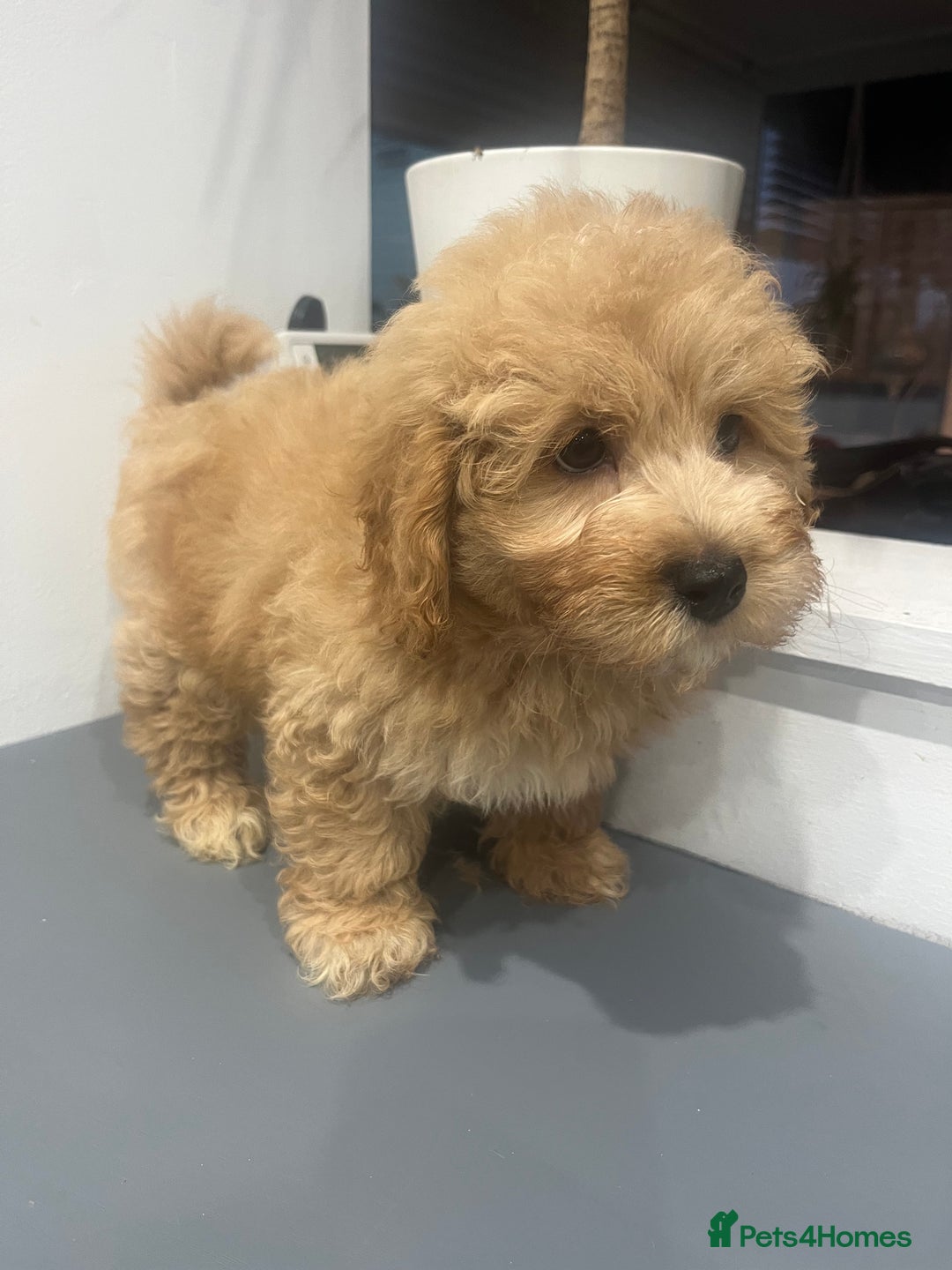 Coton De Tulear dogs for sale: Cotonoodle - Image 25