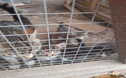 Aegean cats for sale: Agean x Kittens for sale - Image 24