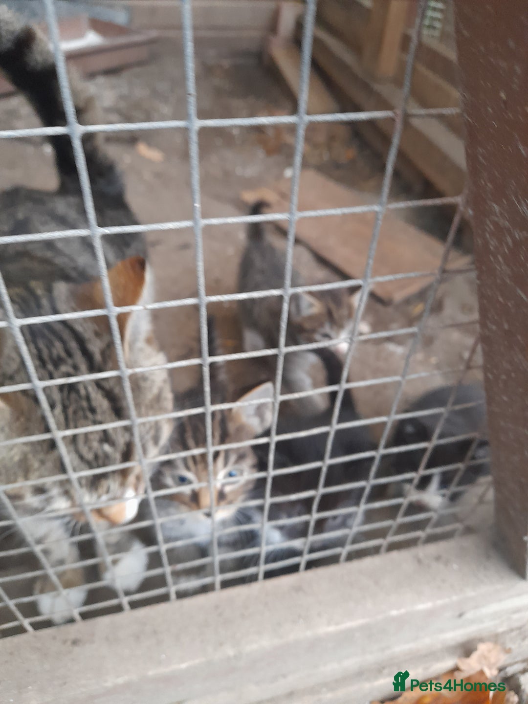 Aegean cats for sale: Agean x Kittens for sale - Image 24