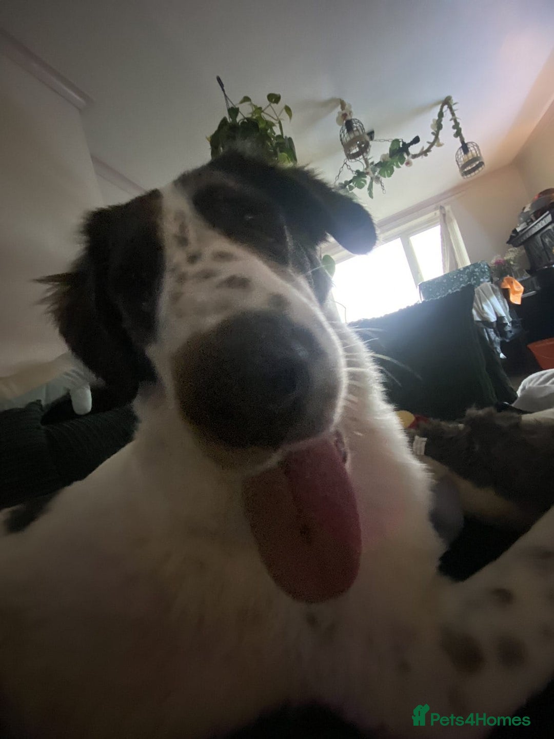 Mixed Breed dogs for adoption: ODIN, a superb young boy - for a Loving Home  - Advert 33