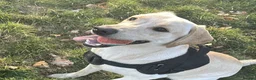Labrador Retriever dogs for sale: LABRADOR RETRIEVER–HEALTH TESTED, FULLY VACCINATED - Advert 15