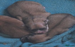 Pomeranian dogs for sale: Pure Breed Pomerian litters . - Image 1