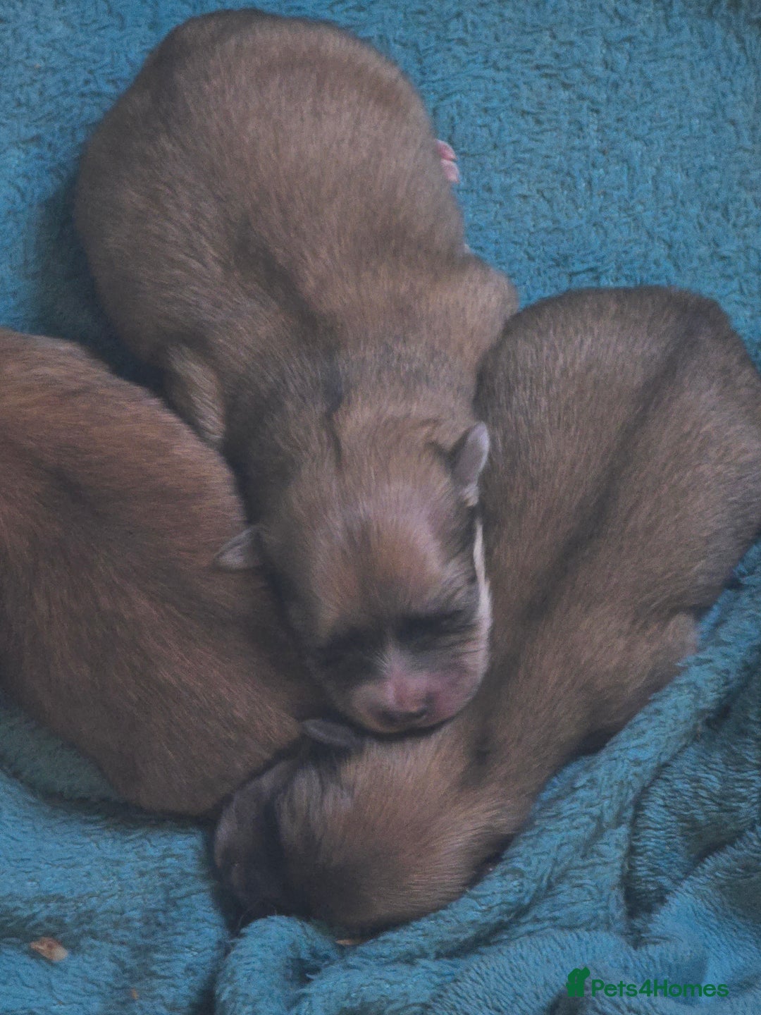 Pomeranian dogs for sale: Pure Breed Pomerian litters . - Image 1