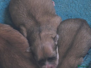 Pomeranian dogs - Advert 1