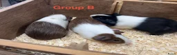 Guinea Pig rodents for sale: Young Male / Boar Dutch Guinea pigs - Advert 13