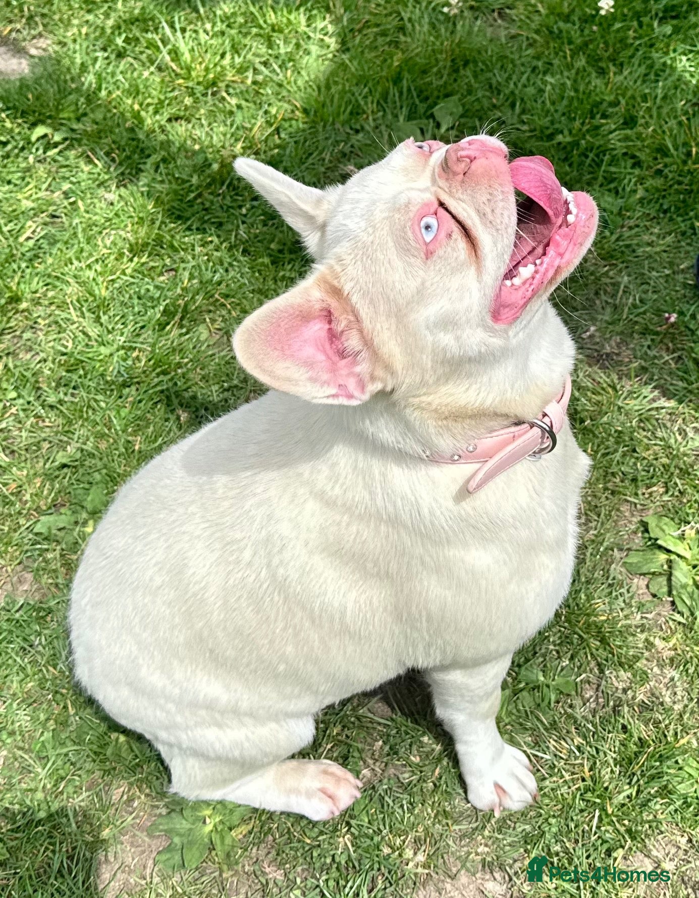 French Bulldog dogs The most beautiful & quality Pink and tan MALE - Advert 2